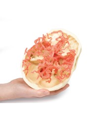 Circolazione arteriosa del cranio Erler Zimmer 3D anatomy Series MP1650