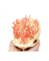 Circolazione arteriosa del cranio Erler Zimmer 3D anatomy Series MP1650