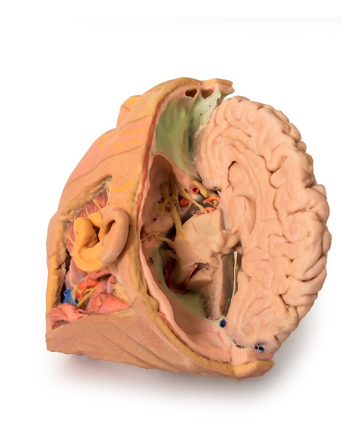 Dissezione di testa e collo Erler Zimmer 3D anatomy Series