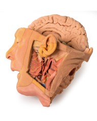 Dissezione di testa e collo Erler Zimmer 3D anatomy Series