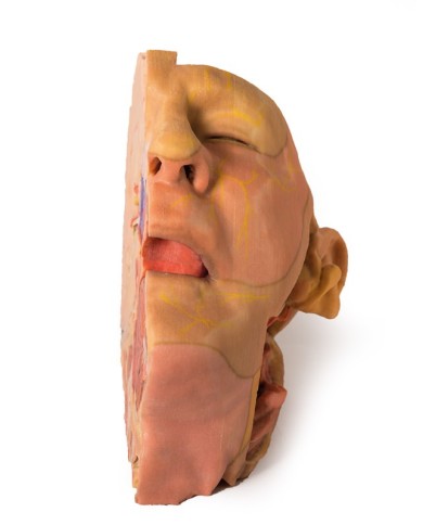 Dissezione di testa e collo Erler Zimmer 3D anatomy Series