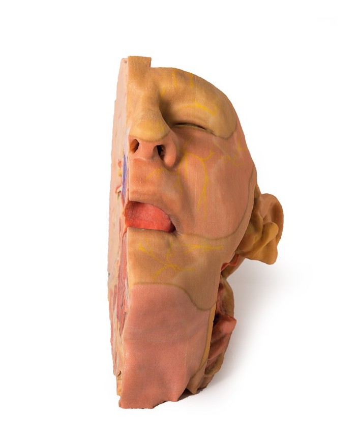 Dissezione di testa e collo Erler Zimmer 3D anatomy Series