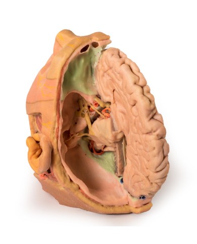 Dissezione di testa e collo Erler Zimmer 3D anatomy Series