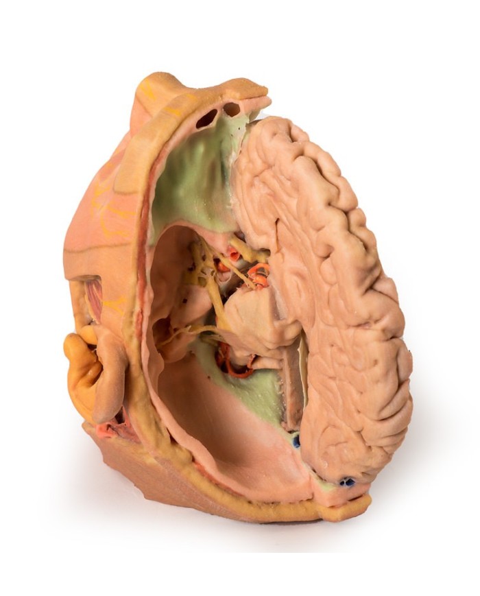 Dissezione di testa e collo Erler Zimmer 3D anatomy Series