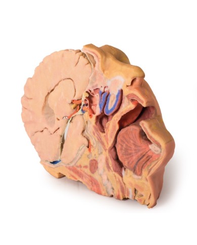Dissezione di testa e collo Erler Zimmer 3D anatomy Series
