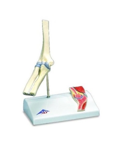 3B Scientific, modello di mini articolazione del gomito  con sezione trasversale, su base A87/1