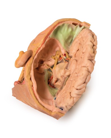 Dissezione di testa e collo Erler Zimmer 3D anatomy Series