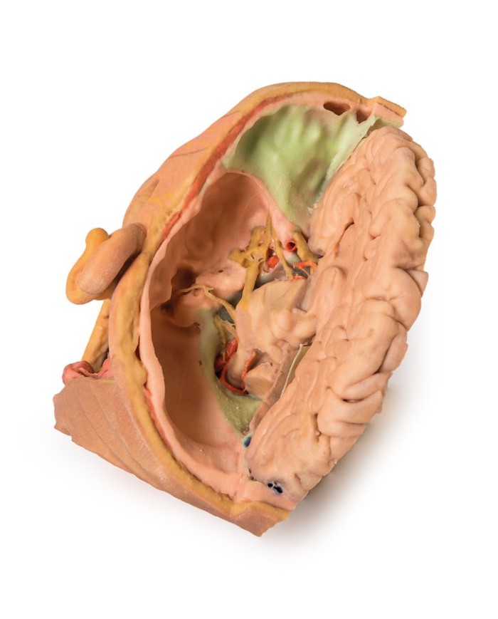 Dissezione di testa e collo Erler Zimmer 3D anatomy Series