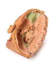 Dissezione di testa e collo Erler Zimmer 3D anatomy Series