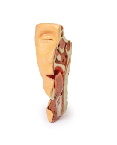 Dissezione profonda del viso, fossa infratemporale - Erler Zimmer 3D anatomy Series