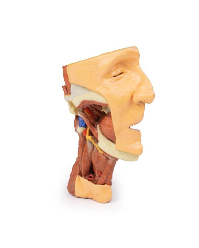 Dissezione profonda del viso, fossa infratemporale - Erler Zimmer 3D anatomy Series