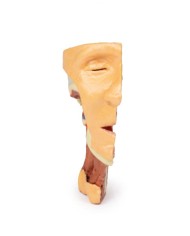 Dissezione profonda del viso, fossa infratemporale - Erler Zimmer 3D anatomy Series