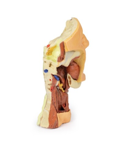Dissezione profonda del viso, fossa infratemporale - Erler Zimmer 3D anatomy Series