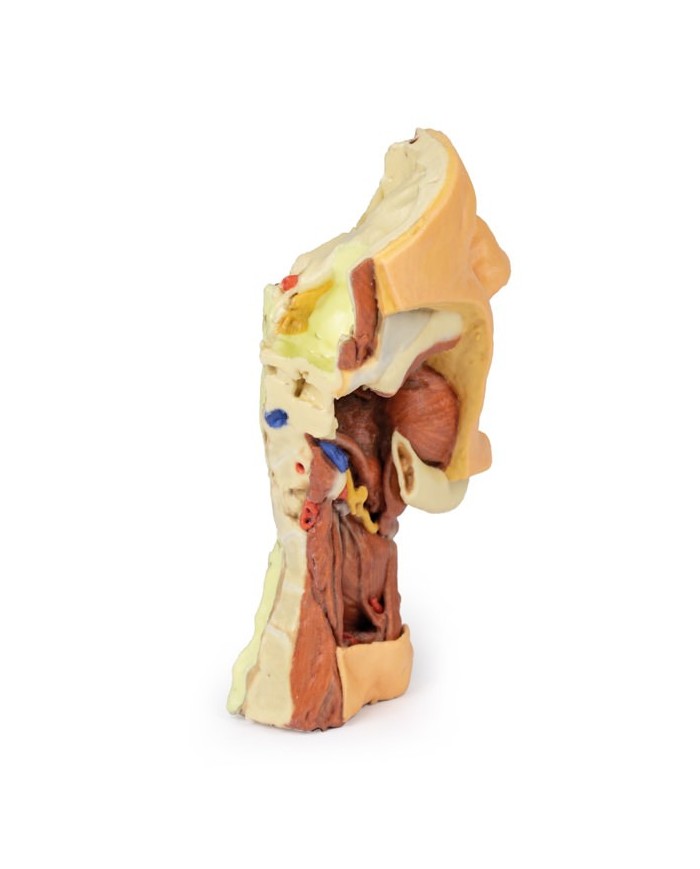Dissezione profonda del viso, fossa infratemporale - Erler Zimmer 3D anatomy Series