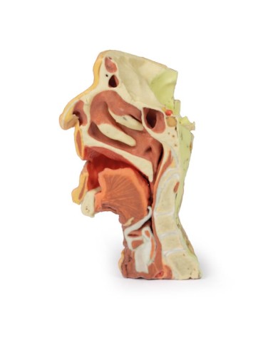 Dissezione profonda del viso, fossa infratemporale - Erler Zimmer 3D anatomy Series