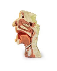 Dissezione profonda del viso, fossa infratemporale - Erler Zimmer 3D anatomy Series