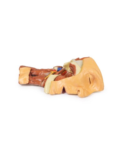 Dissezione profonda del viso, fossa infratemporale - Erler Zimmer 3D anatomy Series