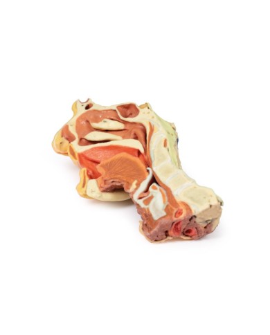 Dissezione profonda del viso, fossa infratemporale - Erler Zimmer 3D anatomy Series