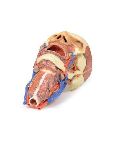 Testa e colonna viscerale del collo Erler Zimmer 3D anatomy Series
