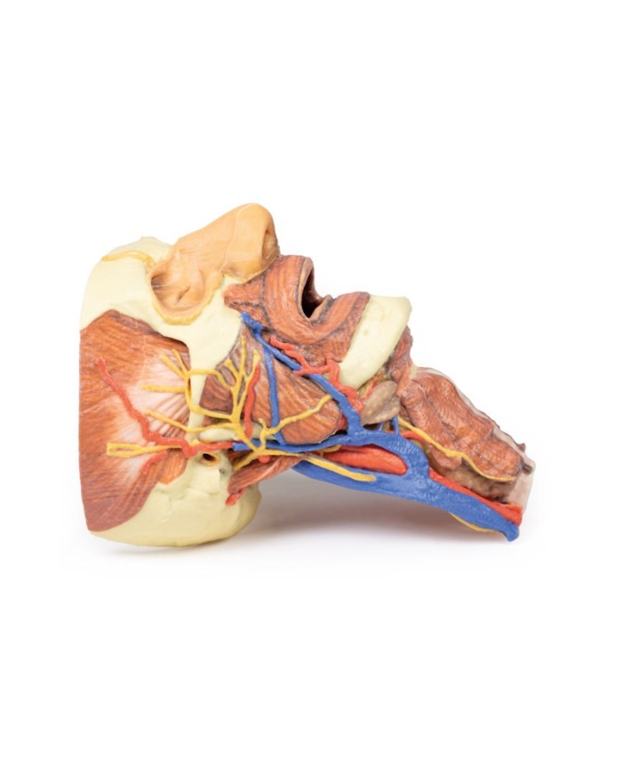 Testa e colonna viscerale del collo Erler Zimmer 3D anatomy Series