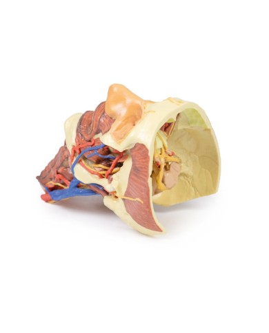 Testa e colonna viscerale del collo Erler Zimmer 3D anatomy Series