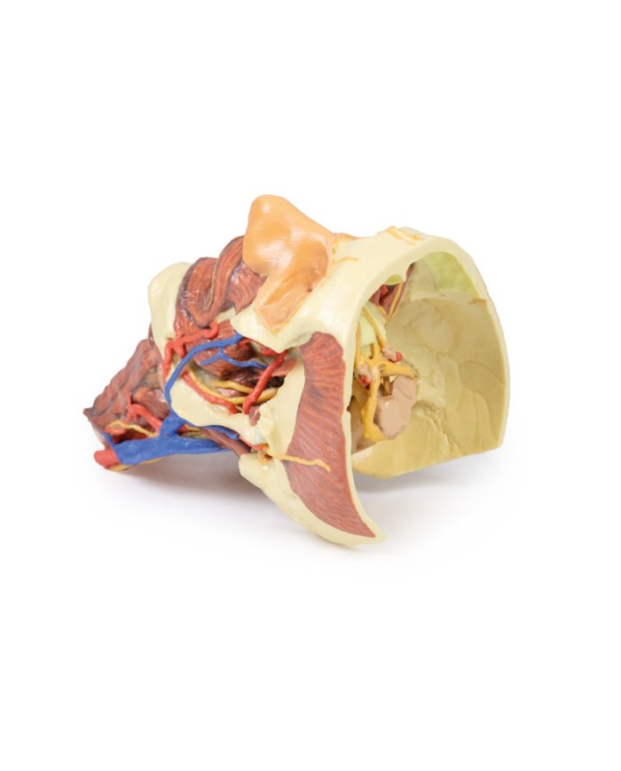 Testa e colonna viscerale del collo Erler Zimmer 3D anatomy Series