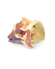 Testa e colonna viscerale del collo Erler Zimmer 3D anatomy Series