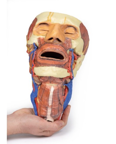 Testa e colonna viscerale del collo Erler Zimmer 3D anatomy Series