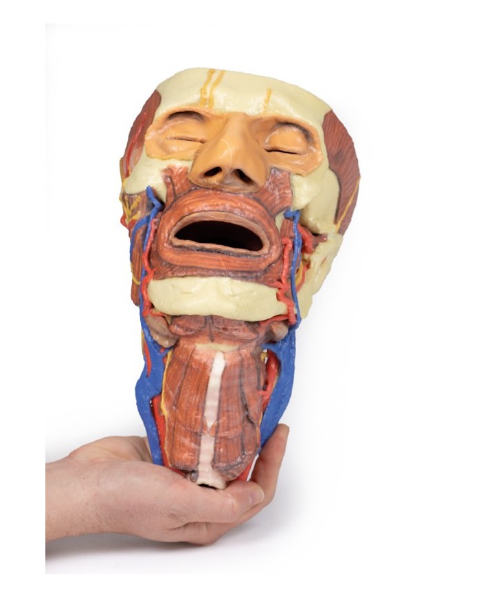 Testa e colonna viscerale del collo Erler Zimmer 3D anatomy Series