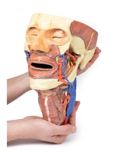 Testa e colonna viscerale del collo Erler Zimmer 3D anatomy Series