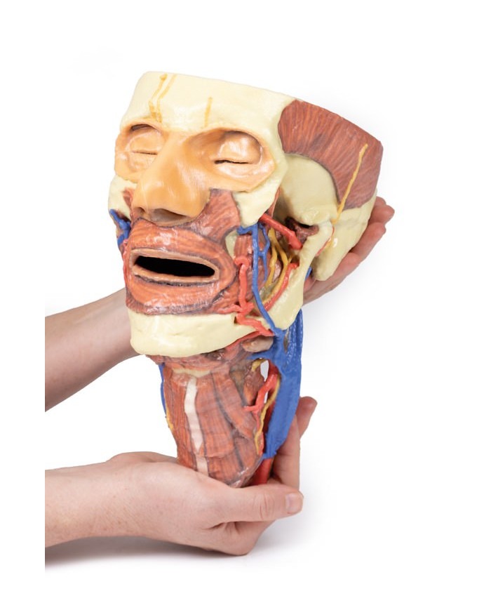 Testa e colonna viscerale del collo Erler Zimmer 3D anatomy Series