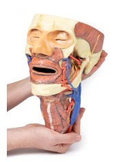 Testa e colonna viscerale del collo Erler Zimmer 3D anatomy Series