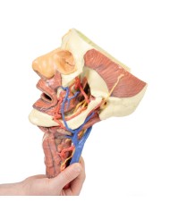 Testa e colonna viscerale del collo Erler Zimmer 3D anatomy Series