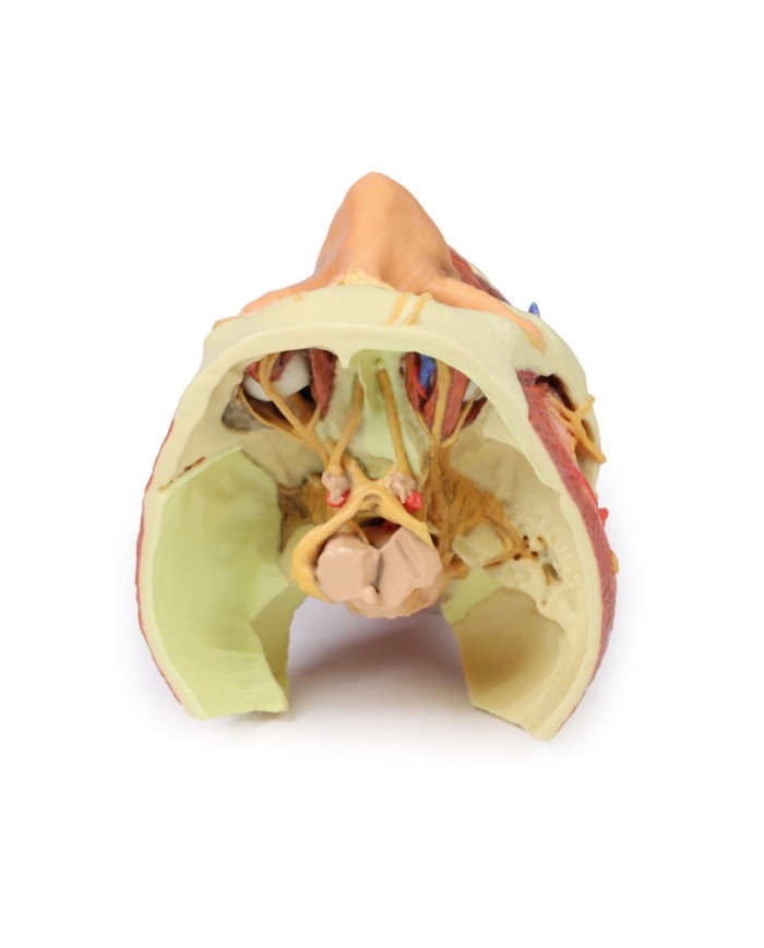 Testa e colonna viscerale del collo Erler Zimmer 3D anatomy Series