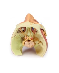 Testa e colonna viscerale del collo Erler Zimmer 3D anatomy Series
