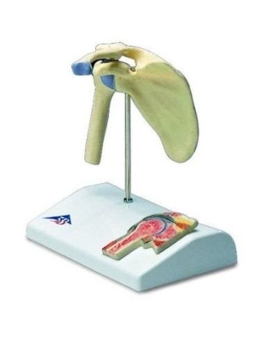 3B Scientific, modello di mini articolazione della spalla con sezione trasversale, su base A86/1