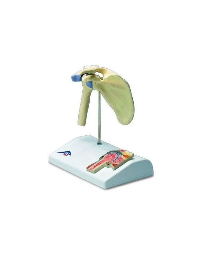 3B Scientific, modello di mini articolazione della spalla con sezione trasversale, su base A86/1