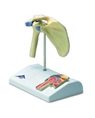 3B Scientific, modello di mini articolazione della spalla con sezione trasversale, su base A86/1