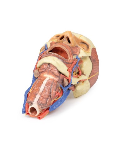 Testa e colonna viscerale del collo Erler Zimmer 3D anatomy Series