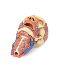 Testa e colonna viscerale del collo Erler Zimmer 3D anatomy Series