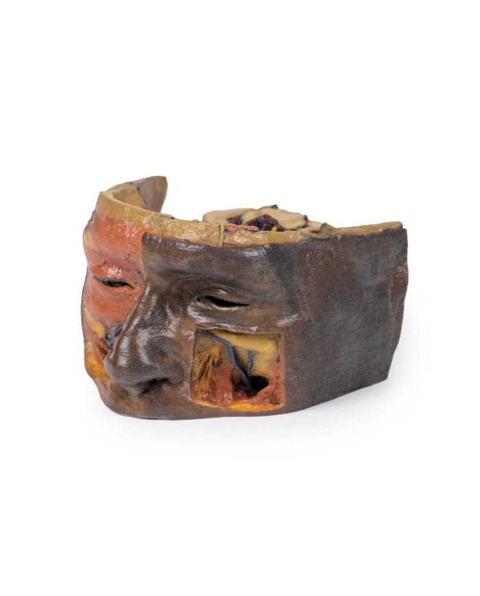 Orbita Superiore Erler Zimmer 3D anatomy Series