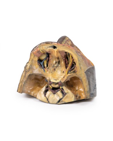 Orbita Superiore Erler Zimmer 3D anatomy Series