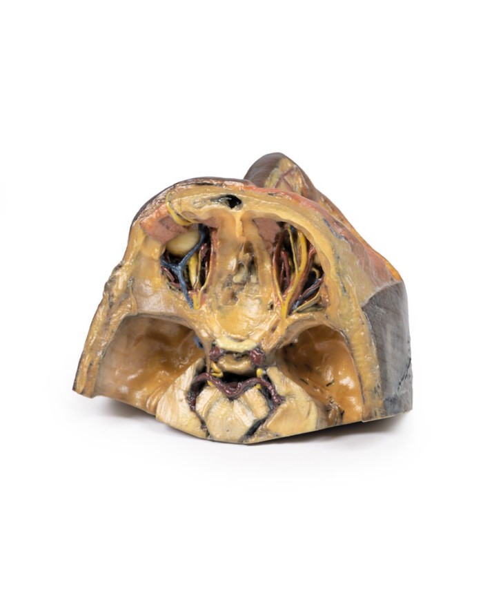 Orbita Superiore Erler Zimmer 3D anatomy Series