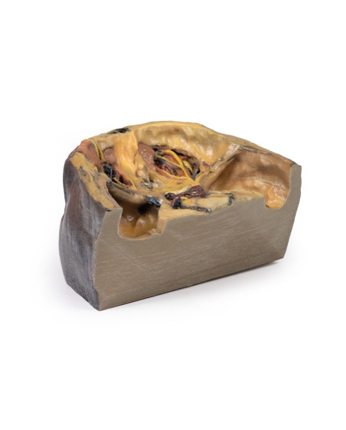 Orbita Superiore Erler Zimmer 3D anatomy Series