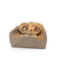 Orbita Superiore Erler Zimmer 3D anatomy Series