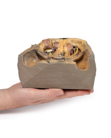 Orbita Superiore Erler Zimmer 3D anatomy Series