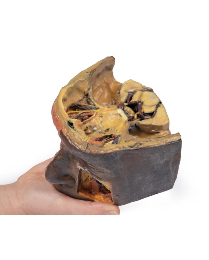 Orbita Superiore Erler Zimmer 3D anatomy Series