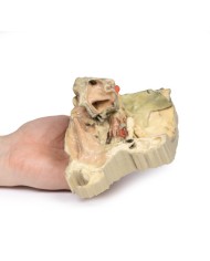 Orbita Mediale Erler Zimmer 3D anatomy Series