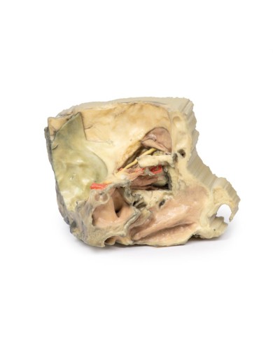 Orbita Mediale Erler Zimmer 3D anatomy Series