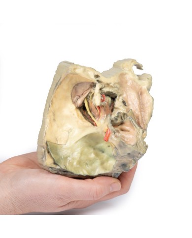 Orbita Mediale Erler Zimmer 3D anatomy Series